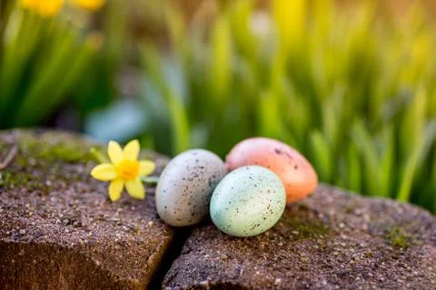 Narcissus and easter eggs Stock Photos
