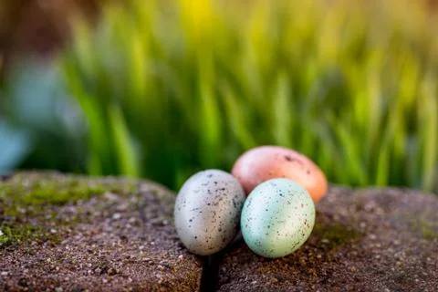 Narcissus and easter eggs Stock Photos