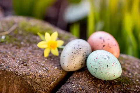 Narcissus and easter eggs Stock Photos