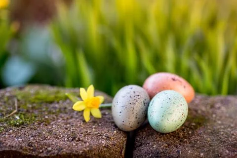 Narcissus and easter eggs Foto stock