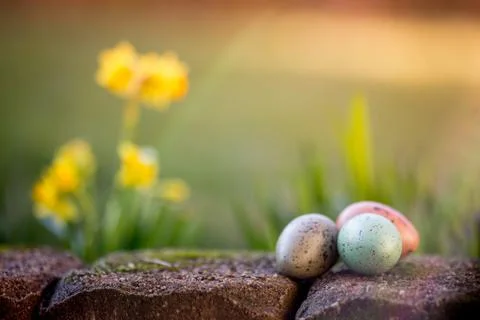 Narcissus and easter eggs Stock Photos