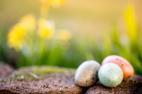 Narcissus and easter eggs Stock Photos