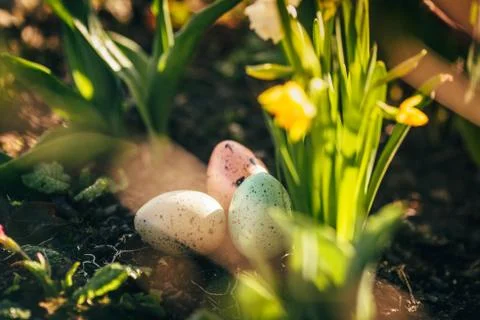 Narcissus and easter eggs Foto stock