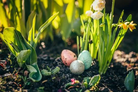 Narcissus and easter eggs Stock Photos