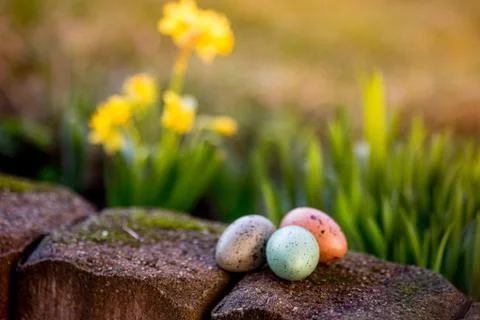 Narcissus and easter eggs Foto stock