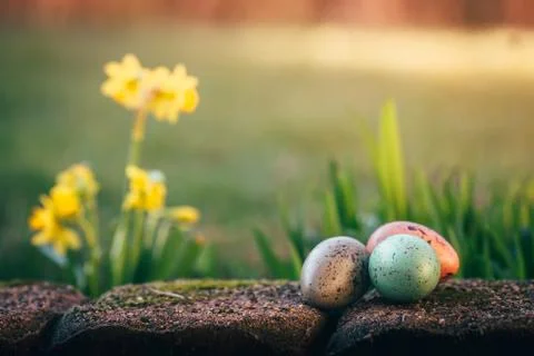 Narcissus and easter eggs Stock Photos