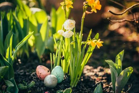 Narcissus and easter eggs Stock Photos