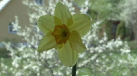 Narcissus on the background of a flowering tree Stock-Footage 53005217