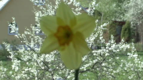 Narcissus on the background of a flowering tree Video stock 53005239