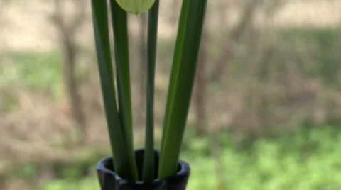 Narcissus on the background of a flowering tree Stock-Footage 53005300