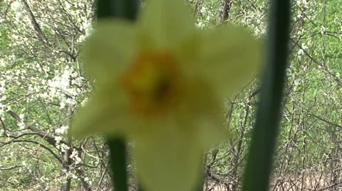 Narcissus on the background of a flowering tree Stock-Footage 53005335