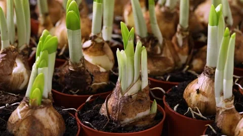 Narcissus  bulbs growing in spring time close up full frame Stock Footage 172146286