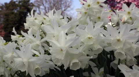 Narcissus close up Stock Footage 22732600
