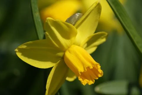 Narcissus close up. Stock Photos