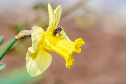 Narcissus close up Stock Photos