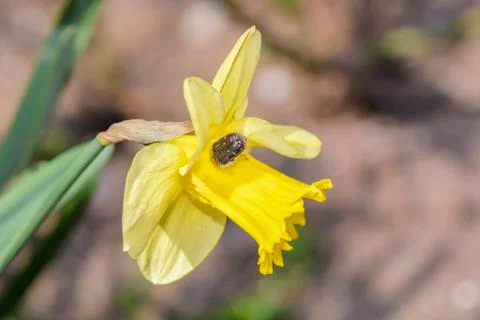 Narcissus close up Stock Photos