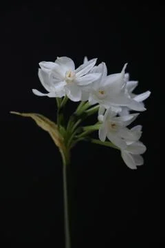 Narcissus. Close up Stock Photos