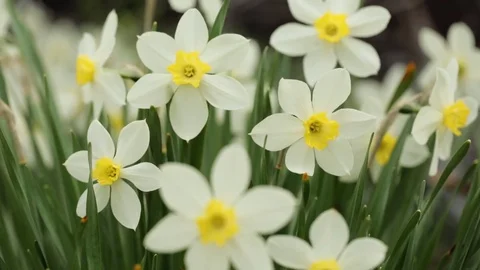 Narcissus in closeup 库存影片 76366729