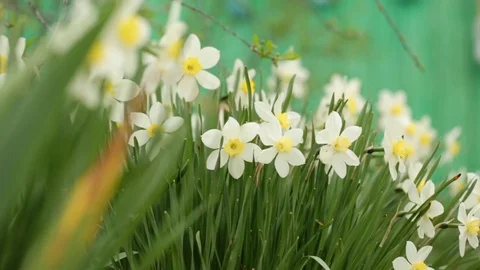 Narcissus in closeup Stock Footage 76366773