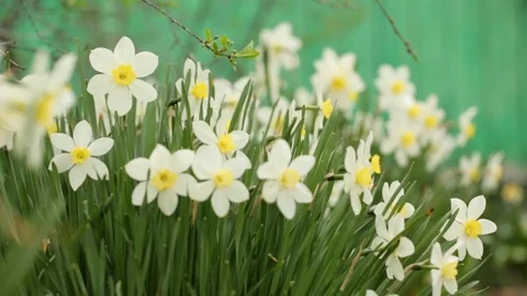 Narcissus in closeup Video stock 76366784