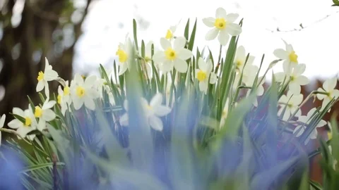 Narcissus in closeup Stock Footage 76366796