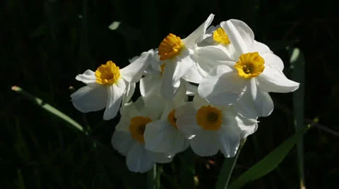 Narcissus cluster Stock Footage 22732588