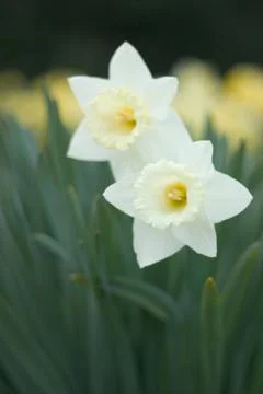 Narcissus daffodil Stock Photos