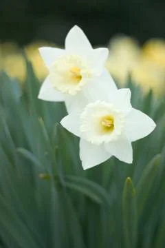 Narcissus daffodil Stock Photos