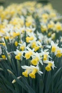 Narcissus daffodil Stock Photos