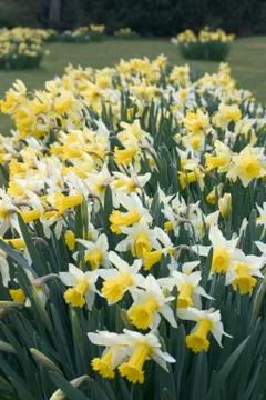 Narcissus daffodil Stock Photos