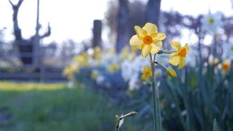 Narcissus with Daffodils Stock Footage 98453605