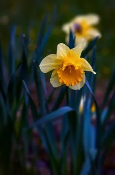 Narcissus daffodils at spring time with selective focus Stock Photos