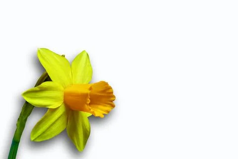 Narcissus-Easter bell released on white background Stock Photos