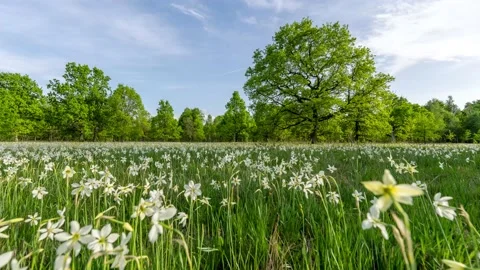 Narcissus fields in the forest hyperlapse 4k footage. Stock Footage 141477185