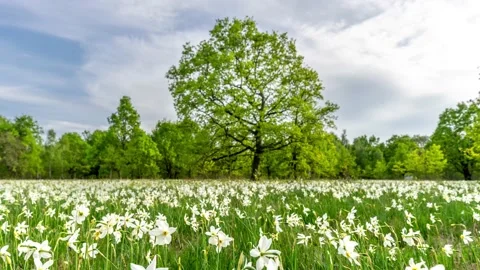 Narcissus fields in the forest hyperlapse 4k footage Stock Footage 141477191