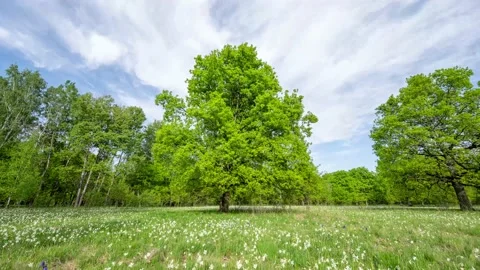 Narcissus fields in the forest hyperlapse  4k footage Stock Footage 141477199
