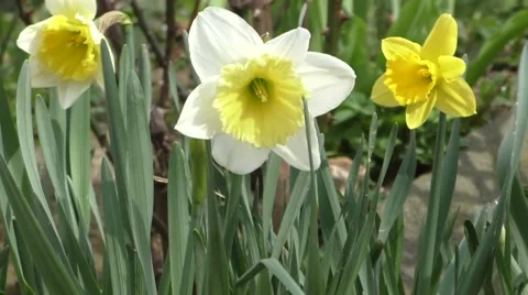 Narcissus fields in the spring Stock Footage 49075744