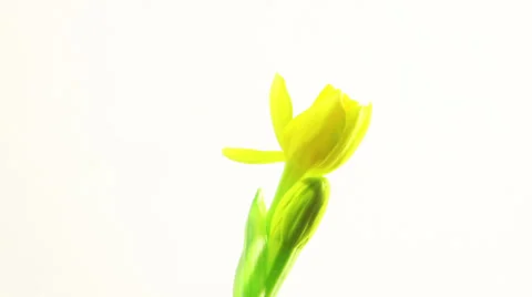 Narcissus flower bloom dancing Stock Footage 34310934