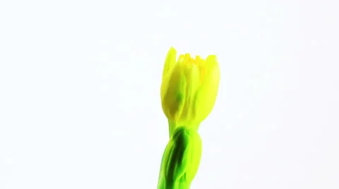 Narcissus flower bloom Stock Footage 34304825