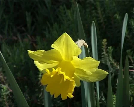 Narcissus flower Stock Footage 10856062