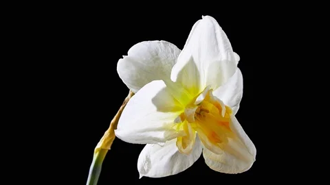 Narcissus Flower Stock Footage 117815440