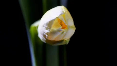 Narcissus Flower 스톡 동영상 119168499