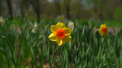 Narcissus flower in springtime, close up Video stock 186632173