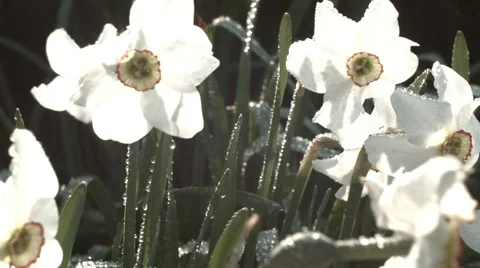 Narcissus flowerbed Stock Footage 62963853