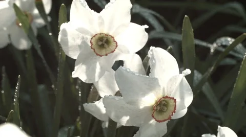Narcissus flowerbed Stock Footage 62963996