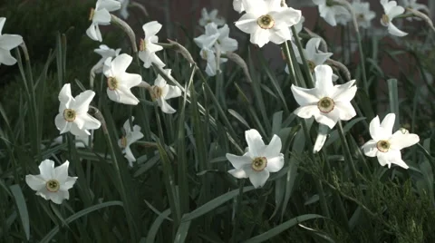 Narcissus flowerbed Stock Footage 63293272