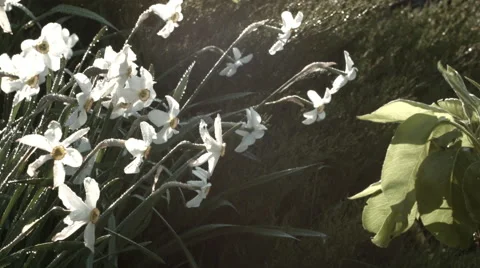 Narcissus flowerbed Video stock 63293338