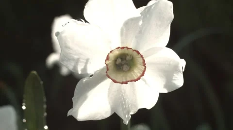 Narcissus flowerbed Stock Footage 63293503
