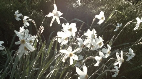 Narcissus flowerbed Stock Footage 63293595