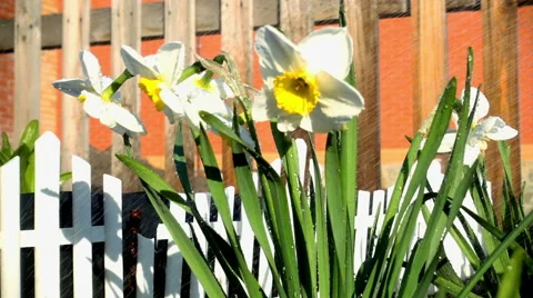 Narcissus Flowerbed Stock Footage 63894305